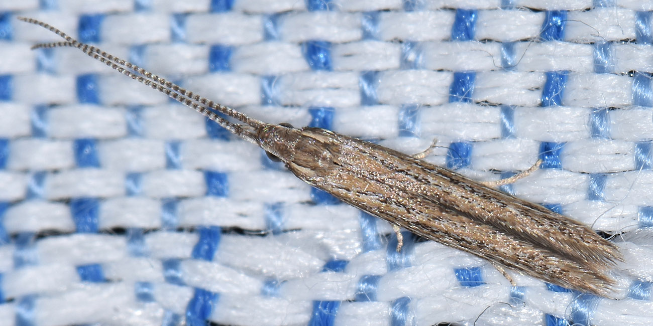 Coleophoridae? S